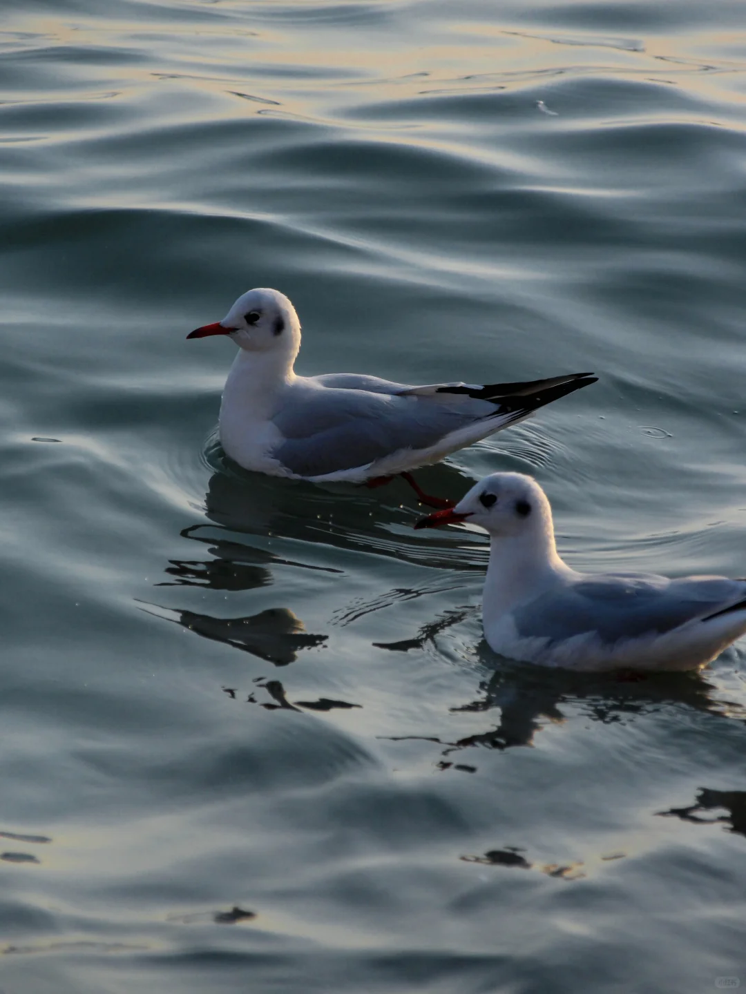 在青岛看到人生海鸟🐦