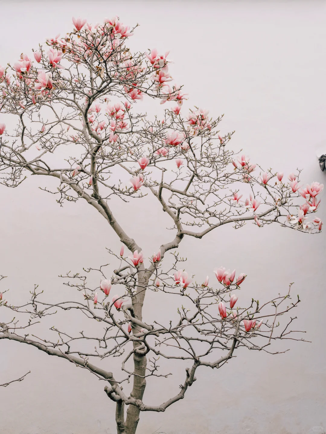 接下来的苏州，是万万次的春和景明🌸