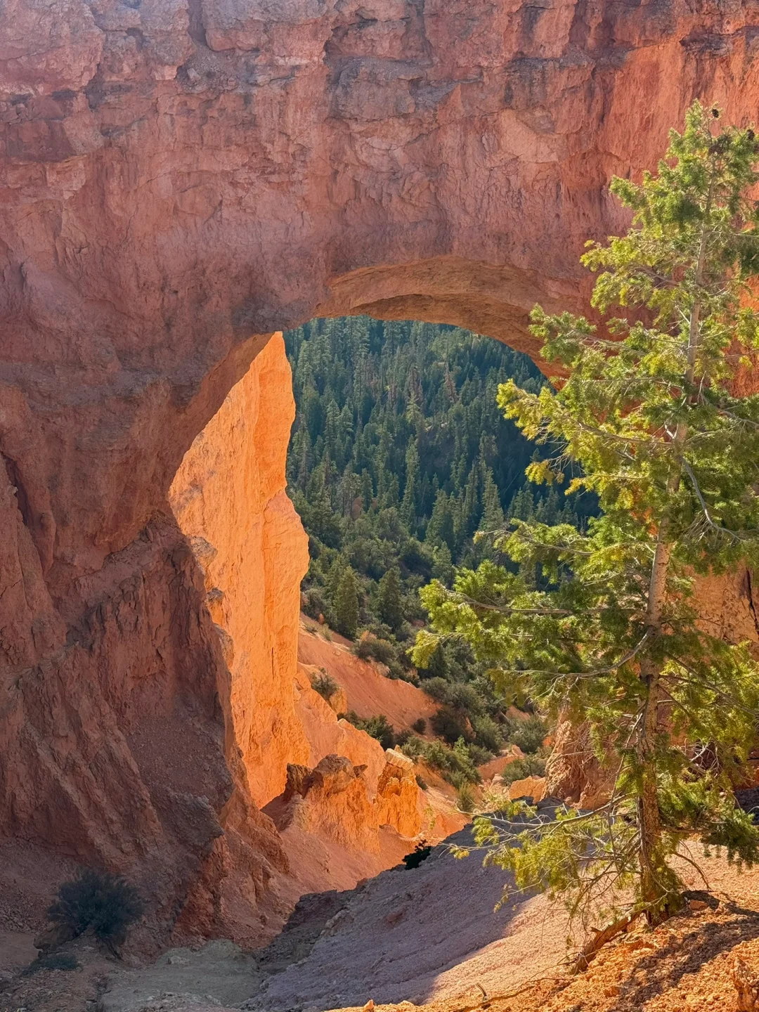 不是夸父也不影响追日