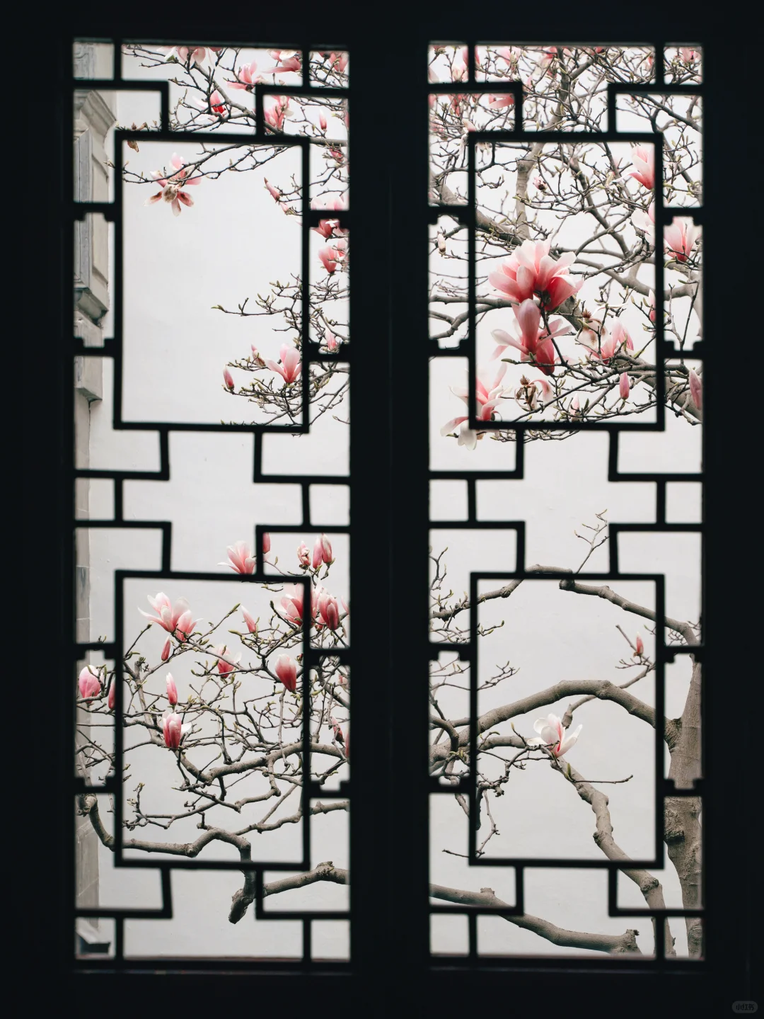 接下来的苏州，是万万次的春和景明🌸