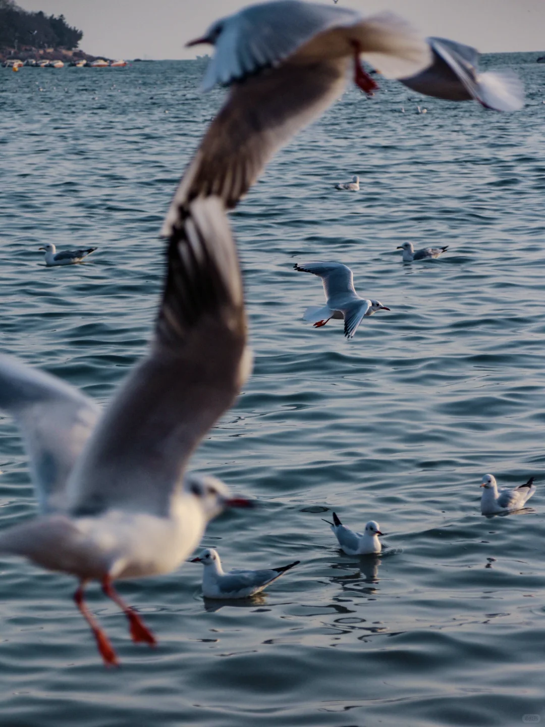 在青岛看到人生海鸟🐦
