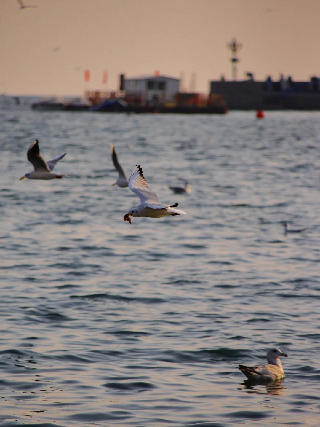 在青岛看到人生海鸟🐦