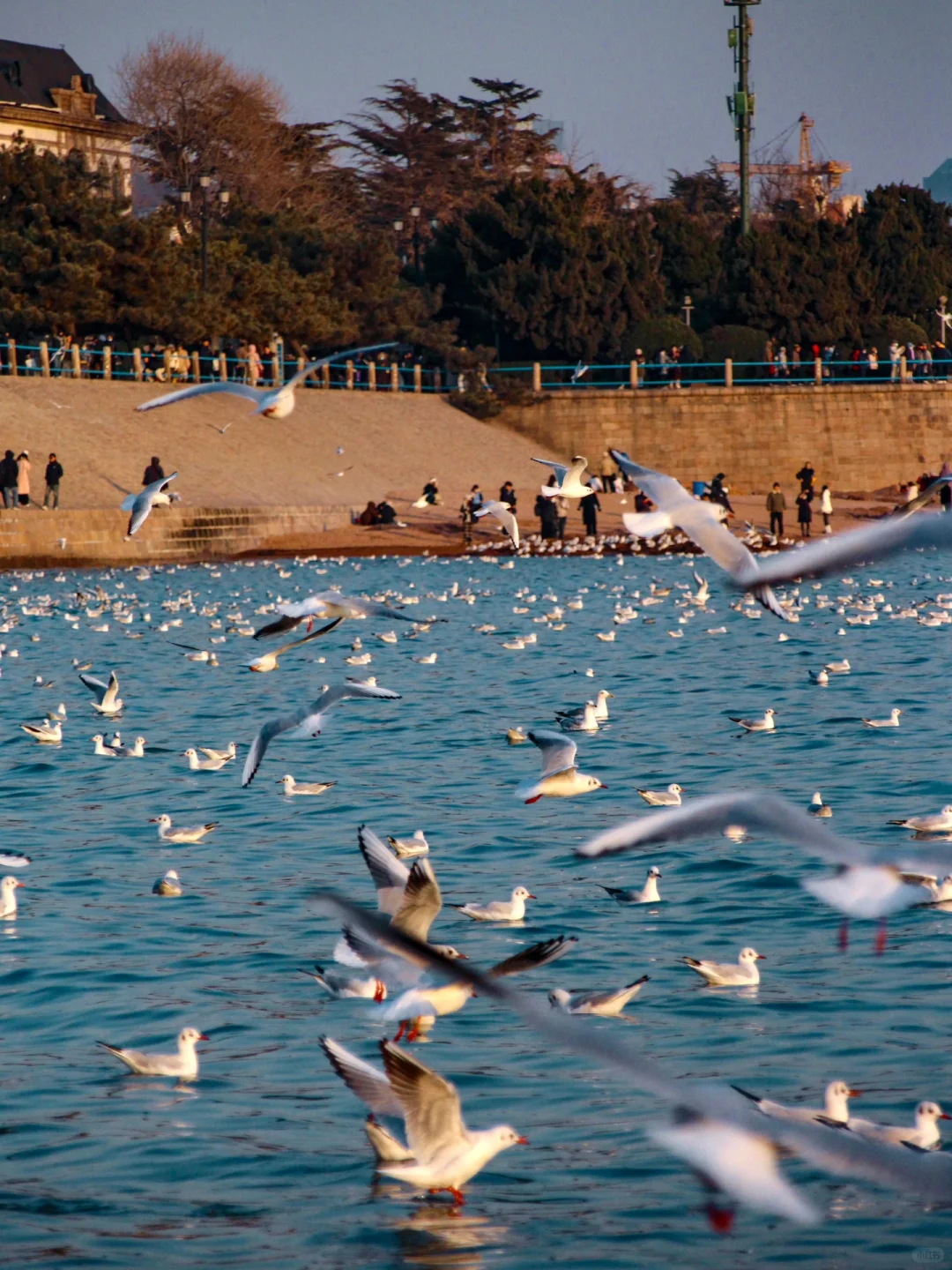 青岛｜圣劳伦斯河畔