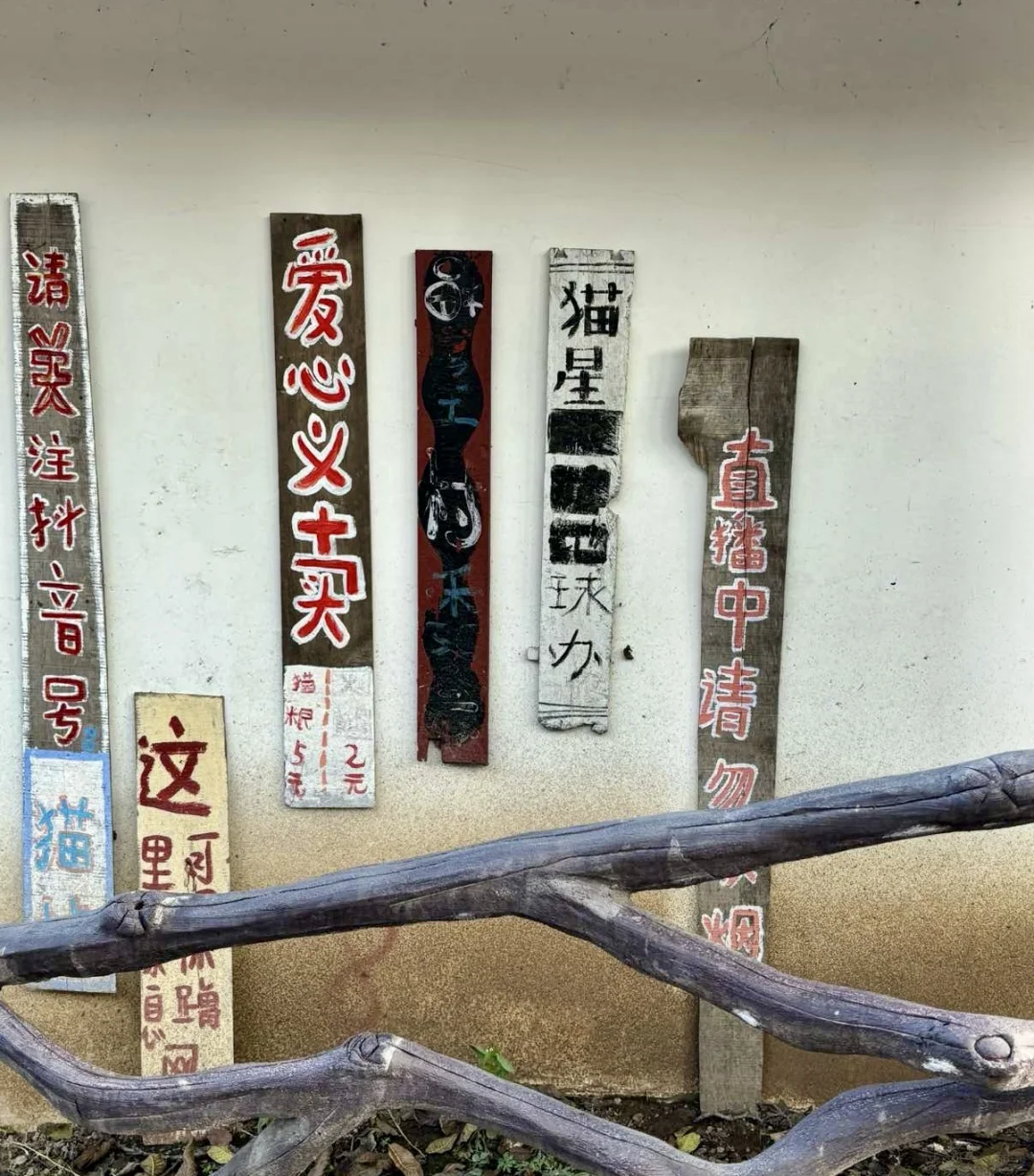 保定 | 阜平猫村「到有猫的地方去」🐱