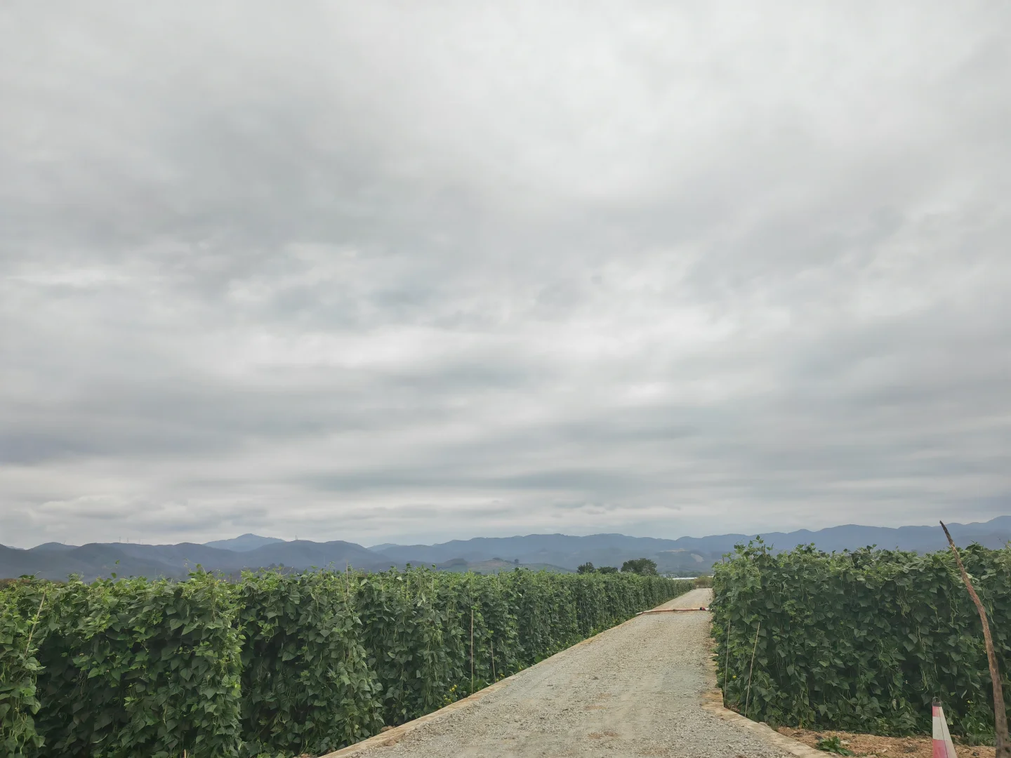 版纳回来说点大实话!