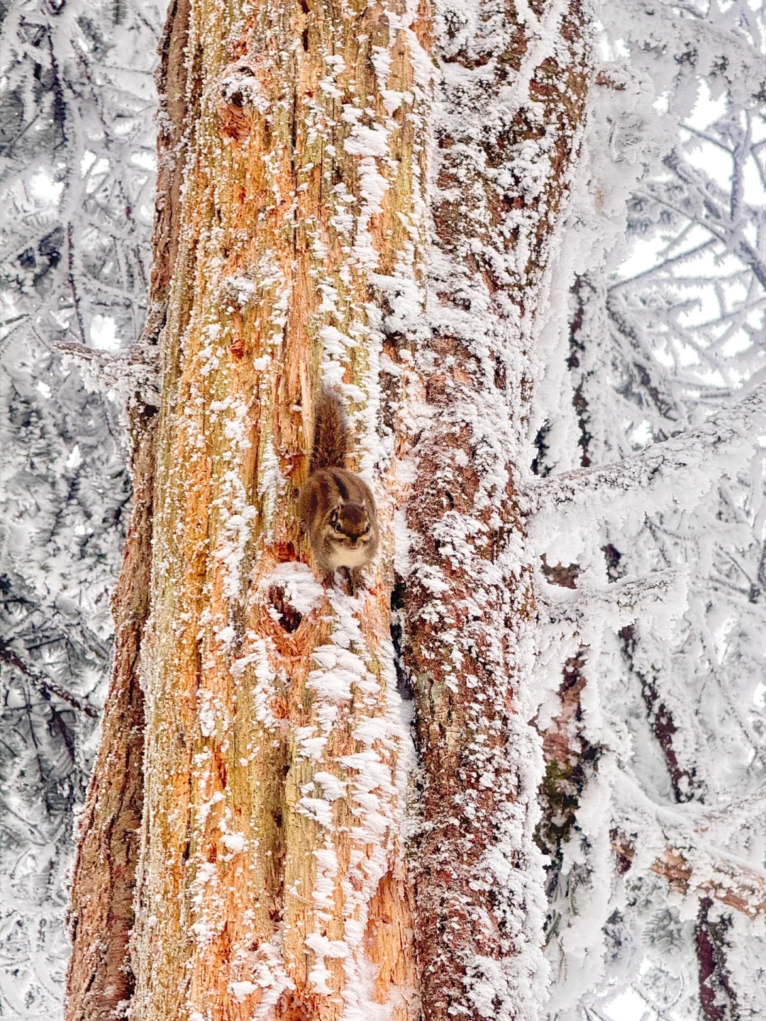 2月3日初六峨眉山避雷……