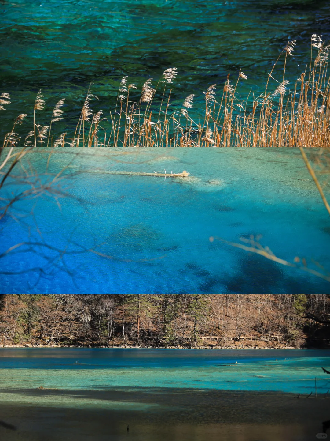 大年初一！我被九寨沟和水獭🦦美得睡不着！！
