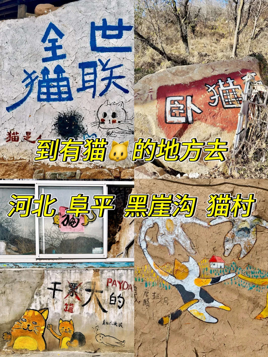 保定 | 阜平猫村「到有猫的地方去」🐱