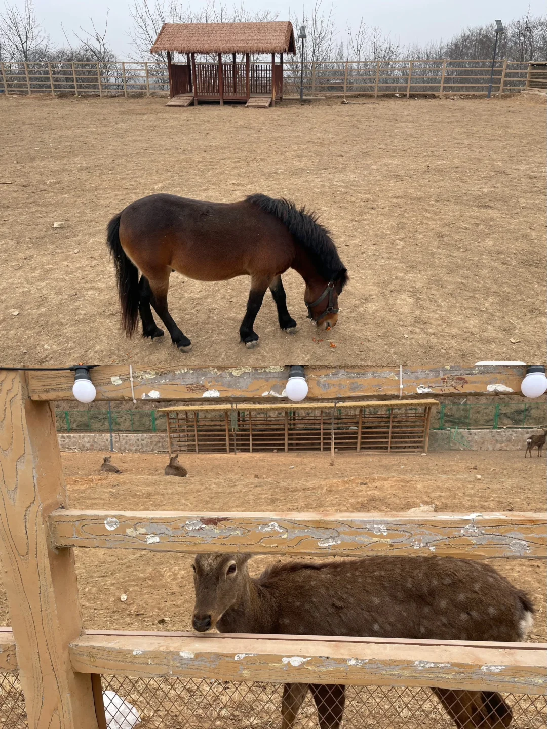 石家庄过年周边游‼️遛娃免费爬山萌宠乐园