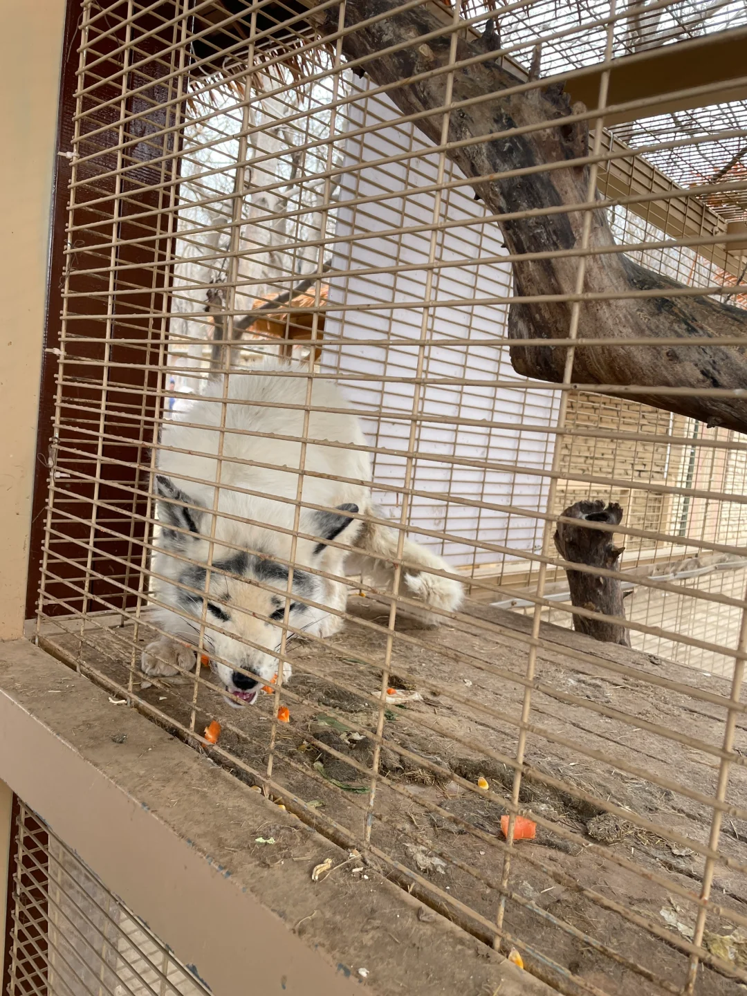 石家庄过年周边游‼️遛娃免费爬山萌宠乐园