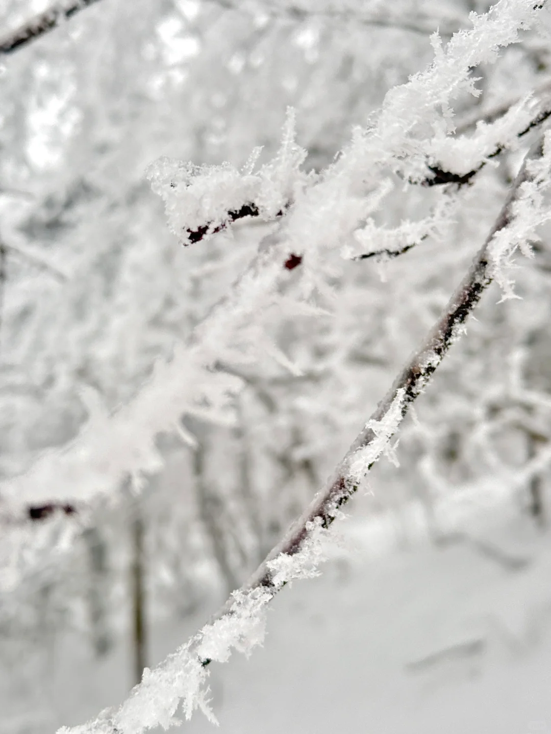 2月3日初六峨眉山避雷……