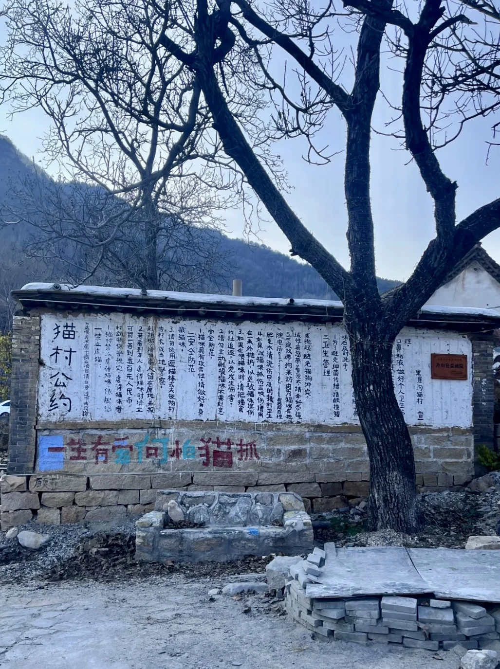 保定 | 阜平猫村「到有猫的地方去」🐱