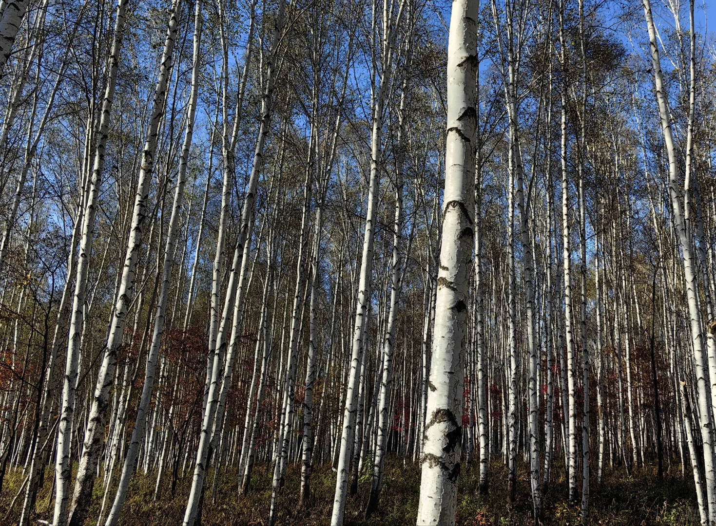 【长白山】旅行分享