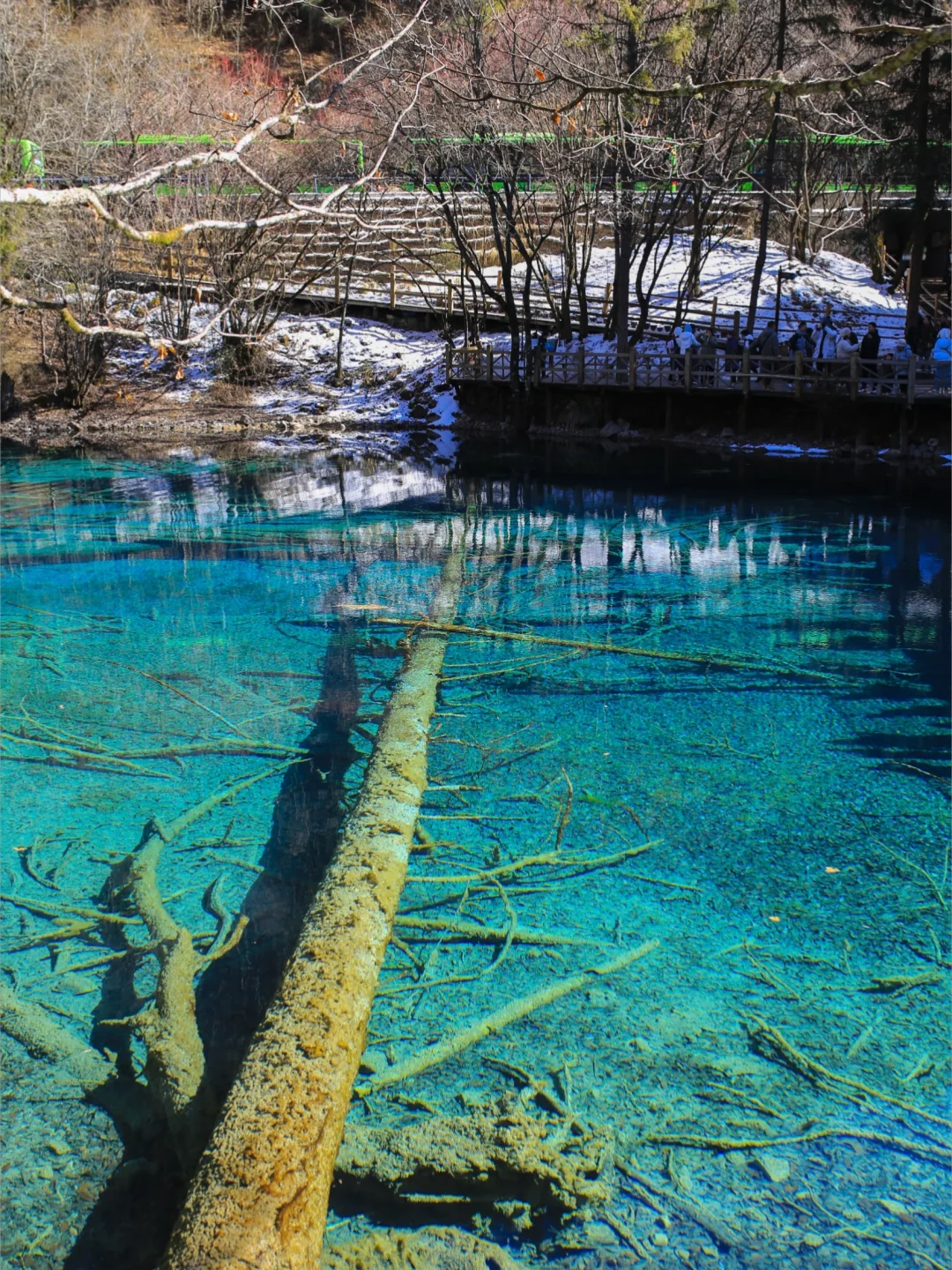 大年初一！我被九寨沟和水獭🦦美得睡不着！！