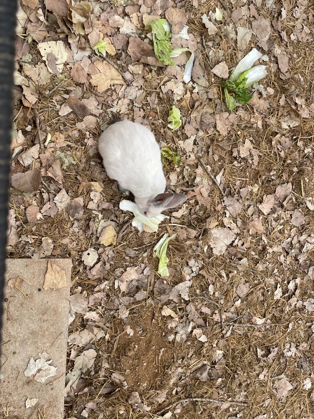 石家庄过年周边游‼️遛娃免费爬山萌宠乐园