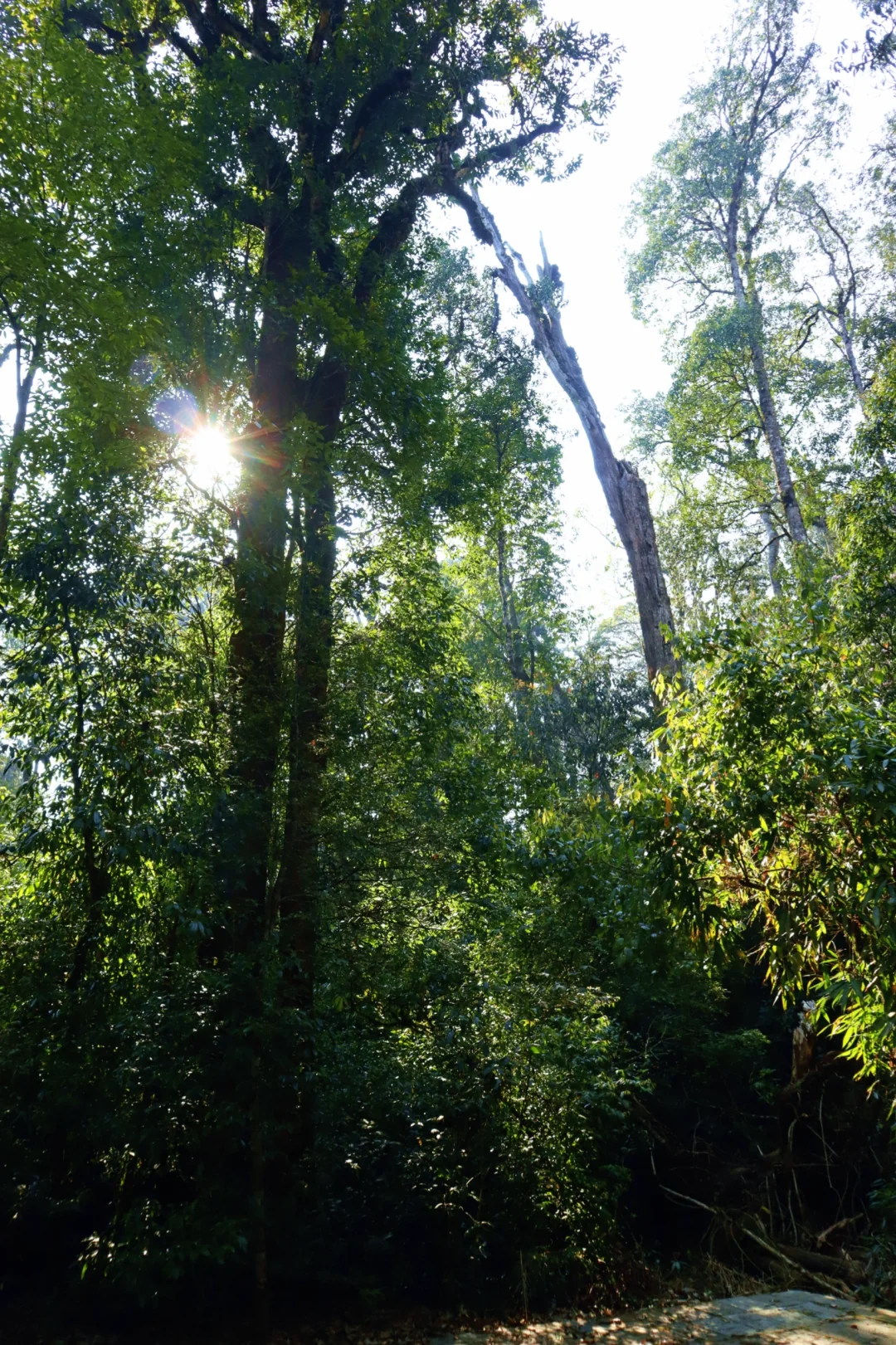 🚪云南屏边:一道被隐藏的自然奇观之门