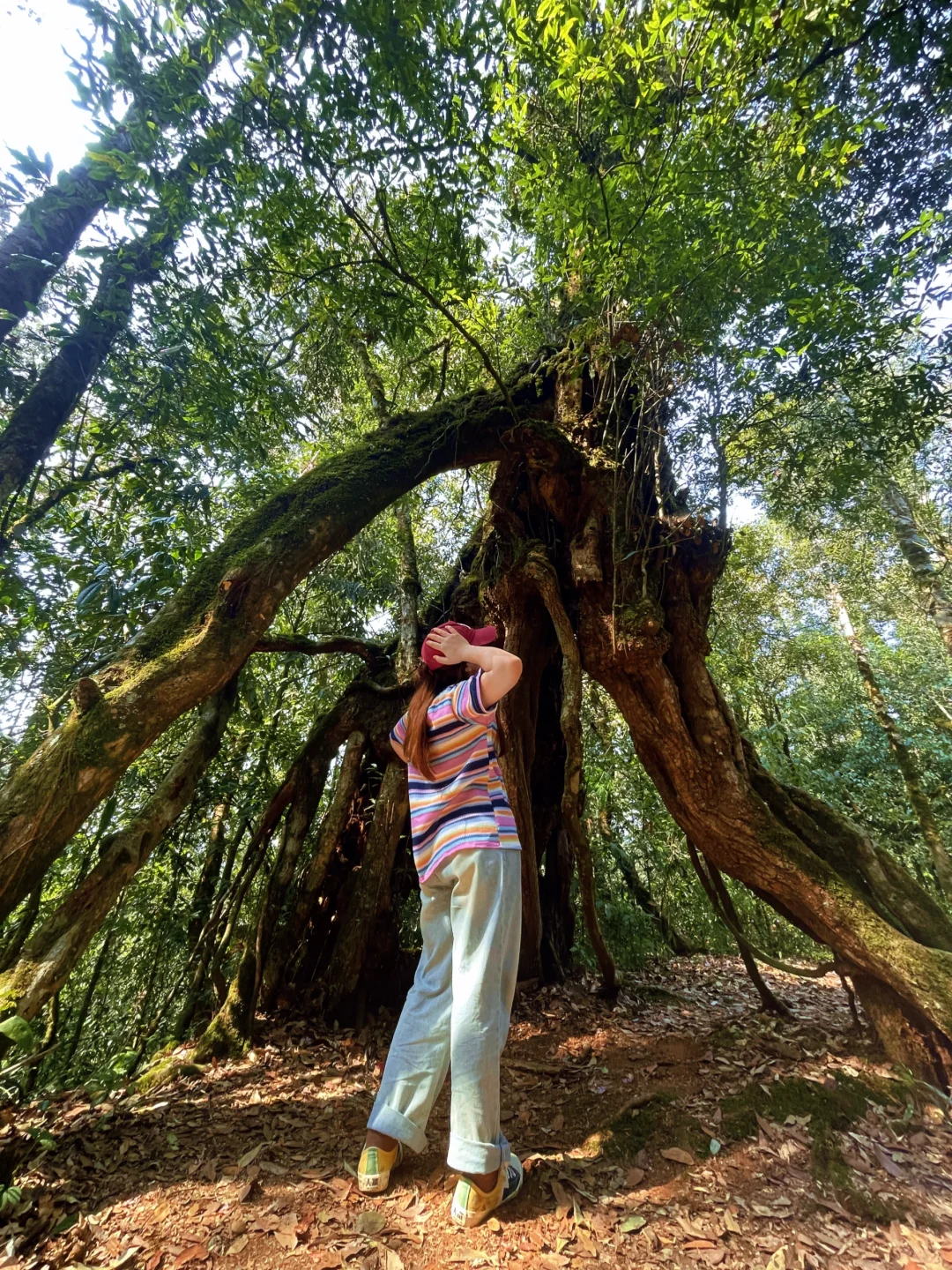 🚪云南屏边:一道被隐藏的自然奇观之门