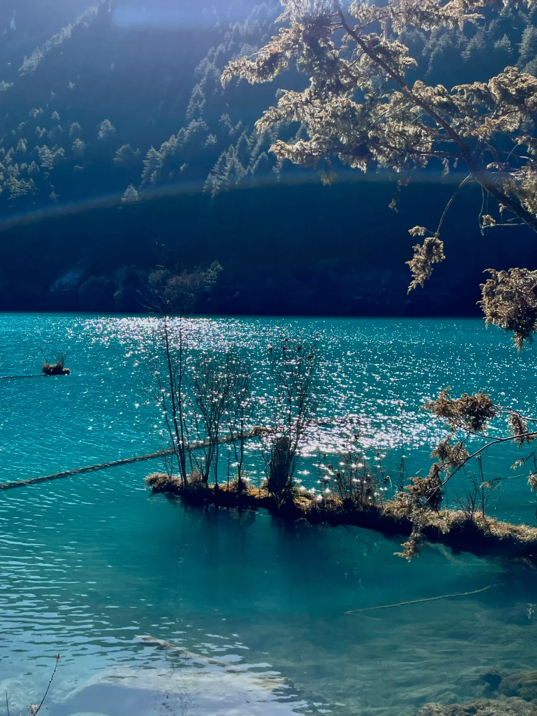 大年初一！我被九寨沟和水獭🦦美得睡不着！！