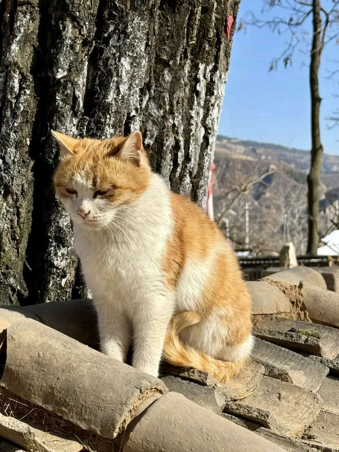 保定 | 阜平猫村「到有猫的地方去」🐱