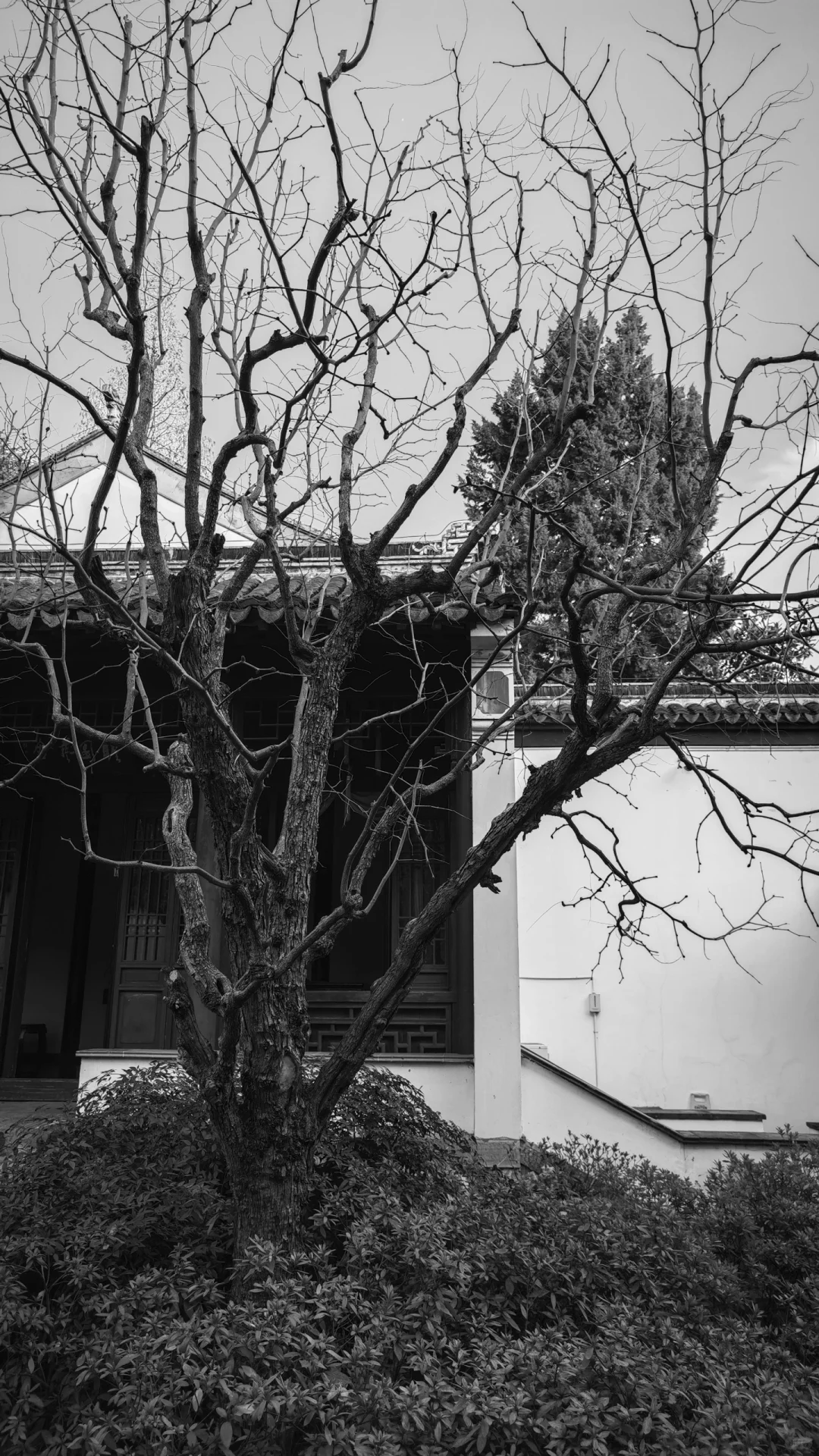 瞻园新造园，气韵有传承