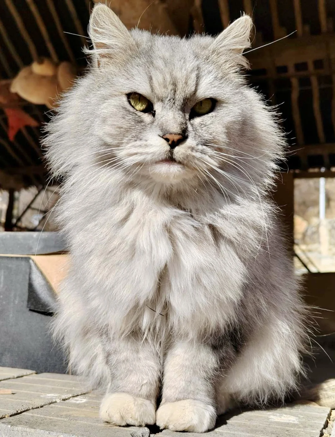 保定 | 阜平猫村「到有猫的地方去」🐱