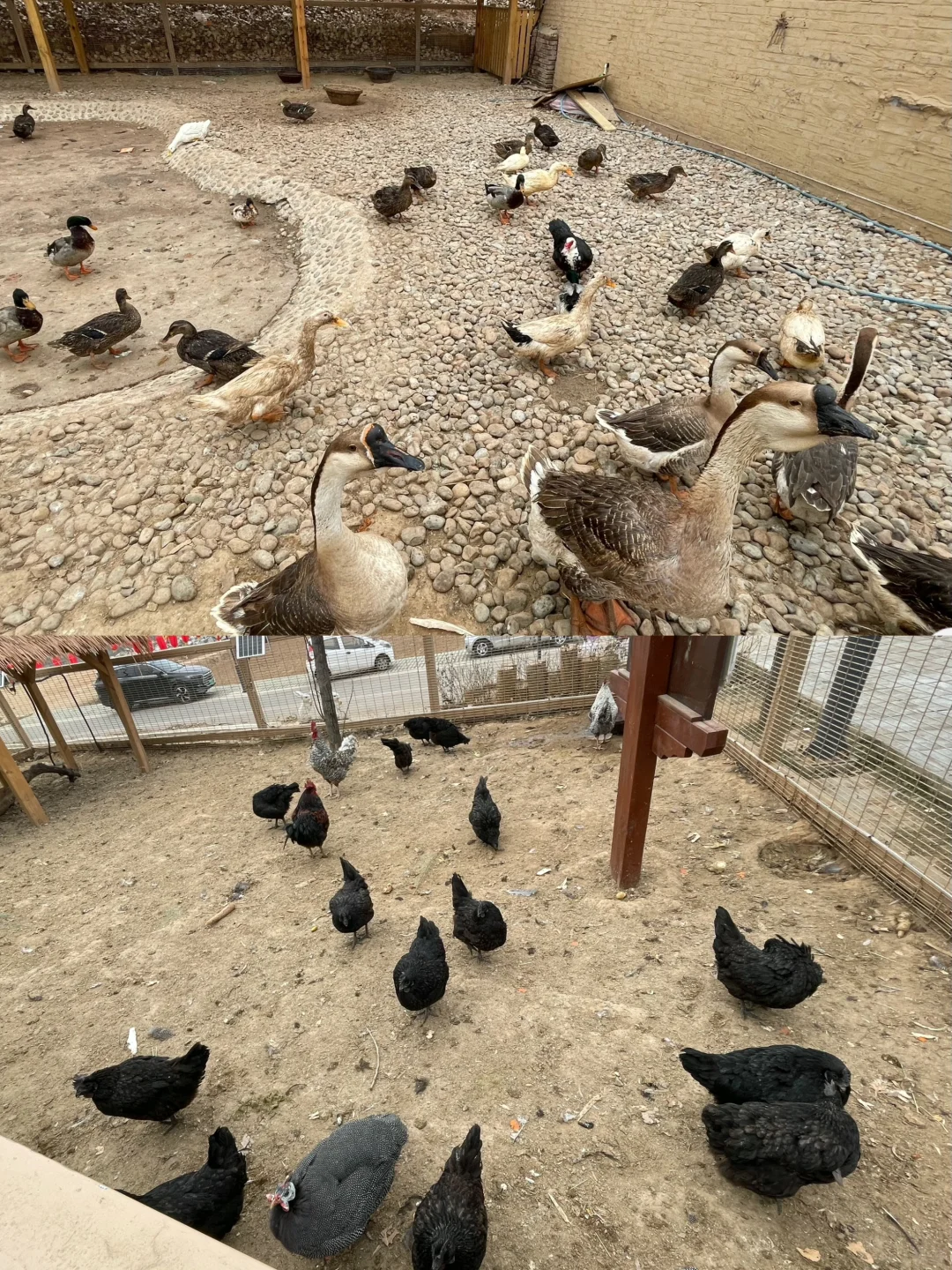 石家庄过年周边游‼️遛娃免费爬山萌宠乐园