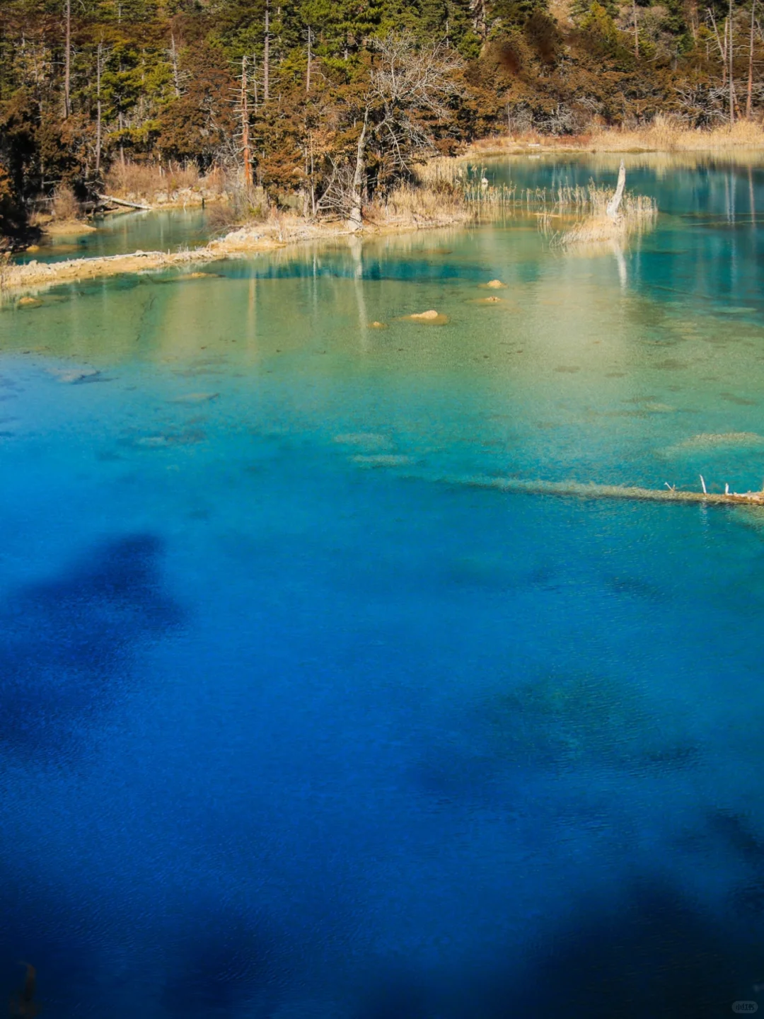 大年初一！我被九寨沟和水獭🦦美得睡不着！！