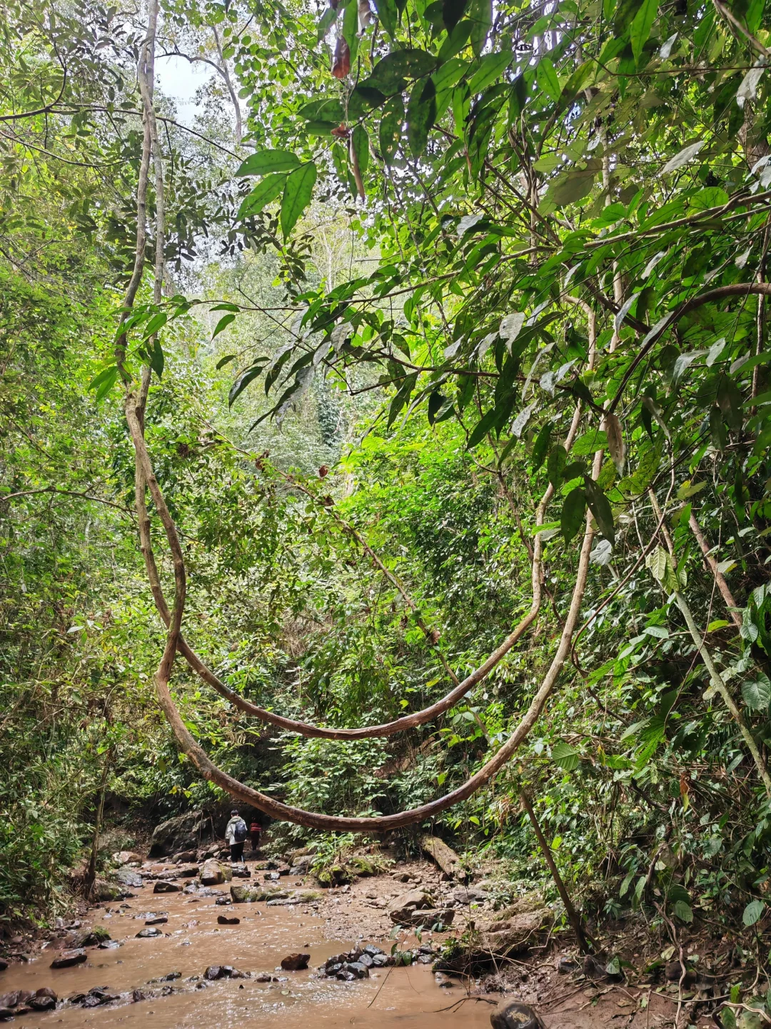 版纳回来说点大实话!