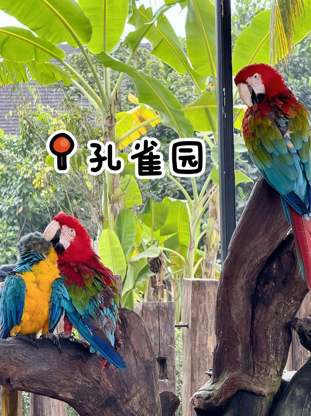 西双版纳┃亲测！！傣族园值得去！！