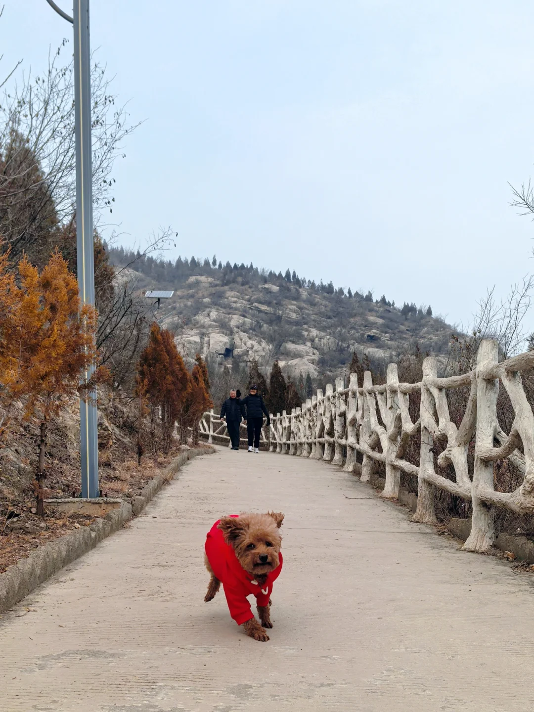 当你有一个爱爬山的姐姐🐶