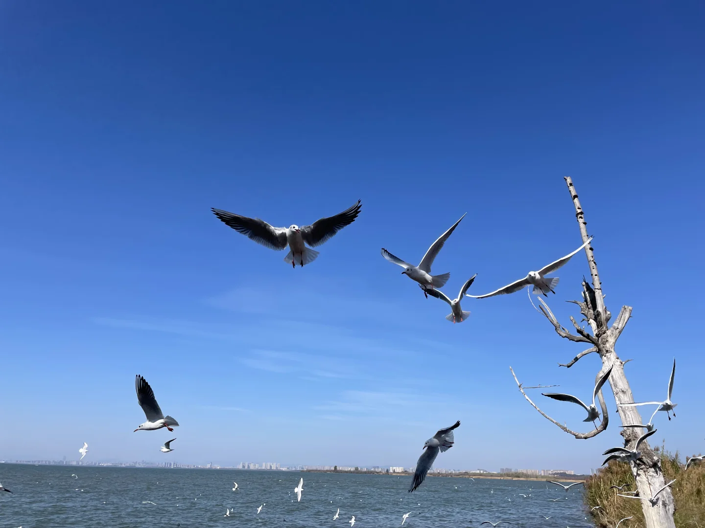 🚶🏻‍♀️昆明三条Citywalk路线，本地人最爱！
