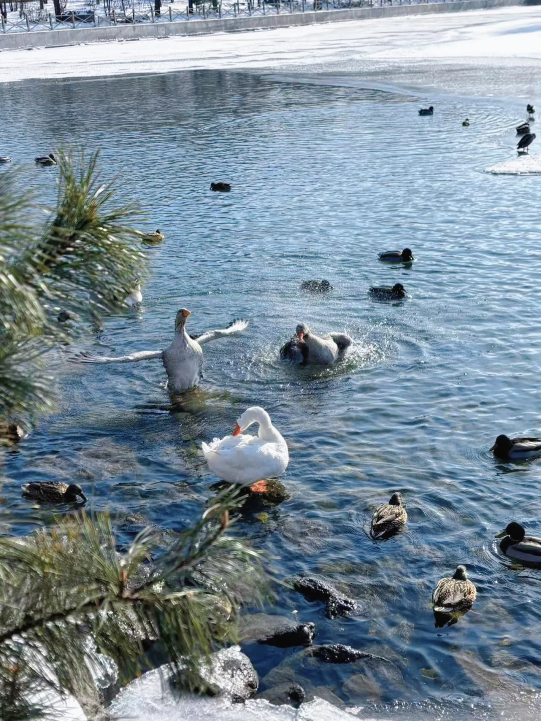 长白山大惊喜❗️二道白河镇免费景点一日游❗️