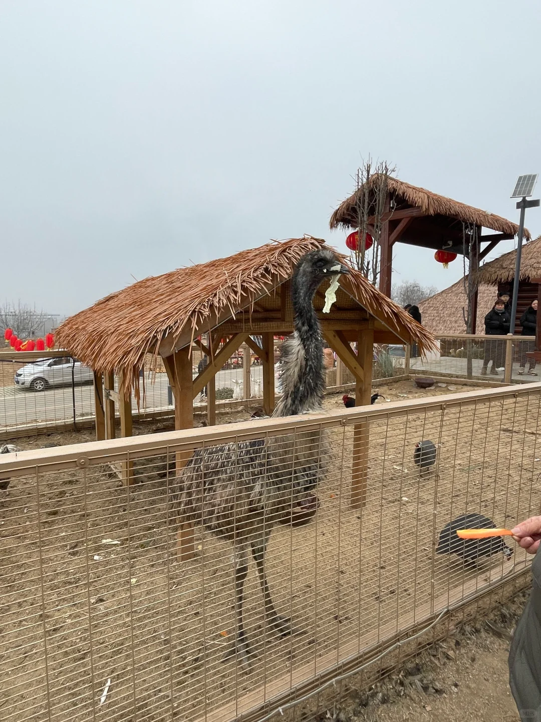 石家庄过年周边游‼️遛娃免费爬山萌宠乐园