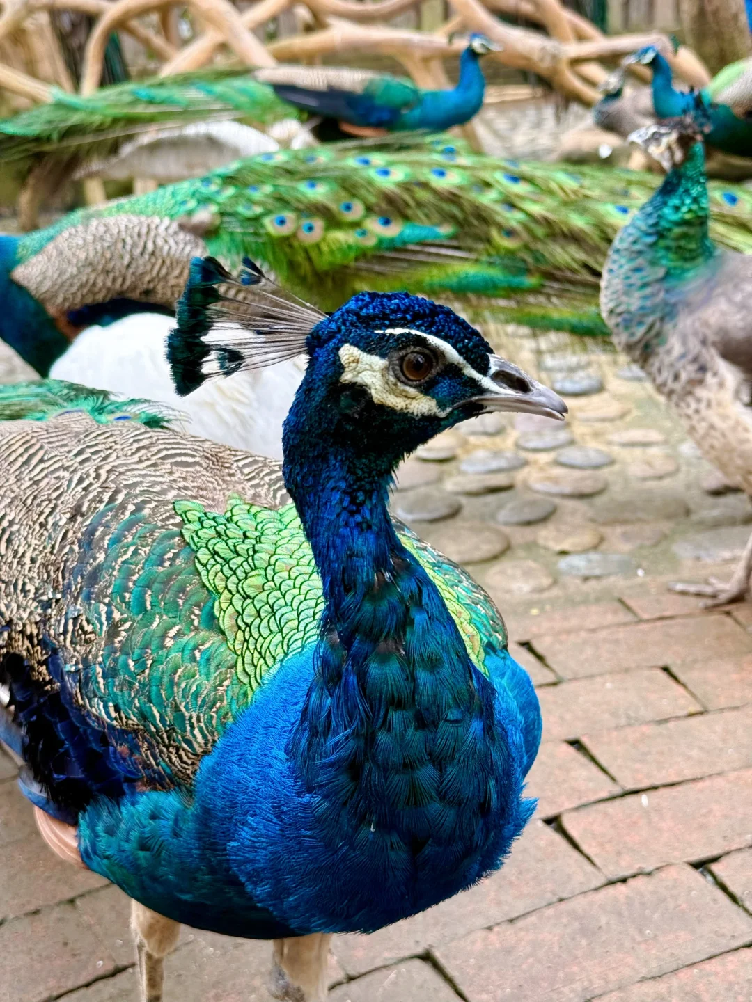 西双版纳┃亲测！！傣族园值得去！！