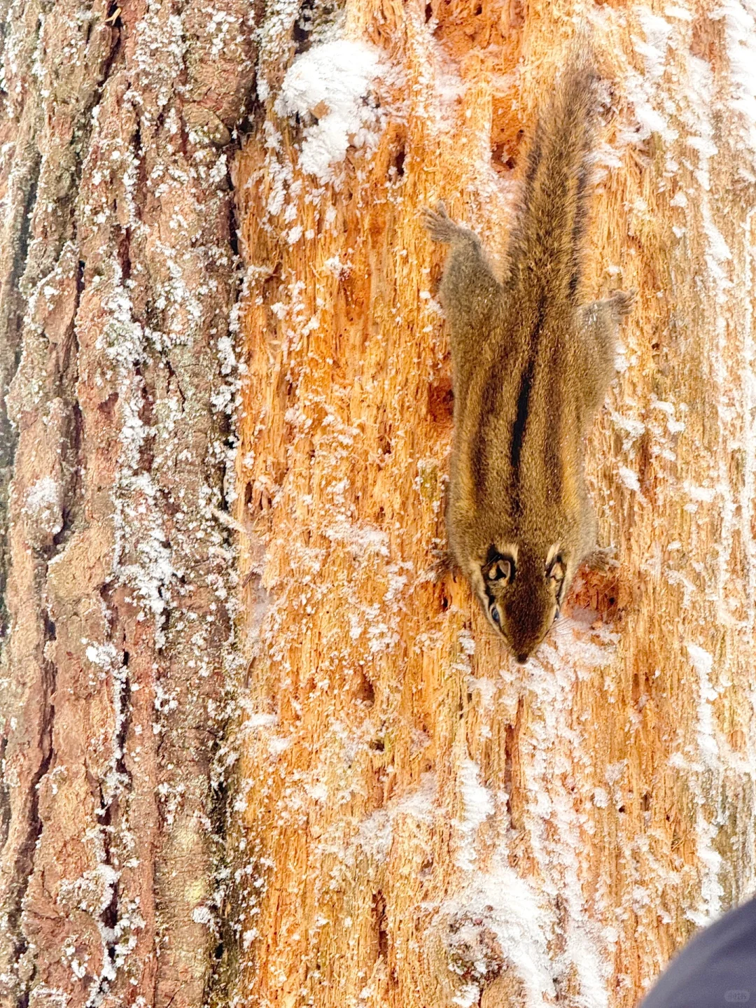 2月3日初六峨眉山避雷……