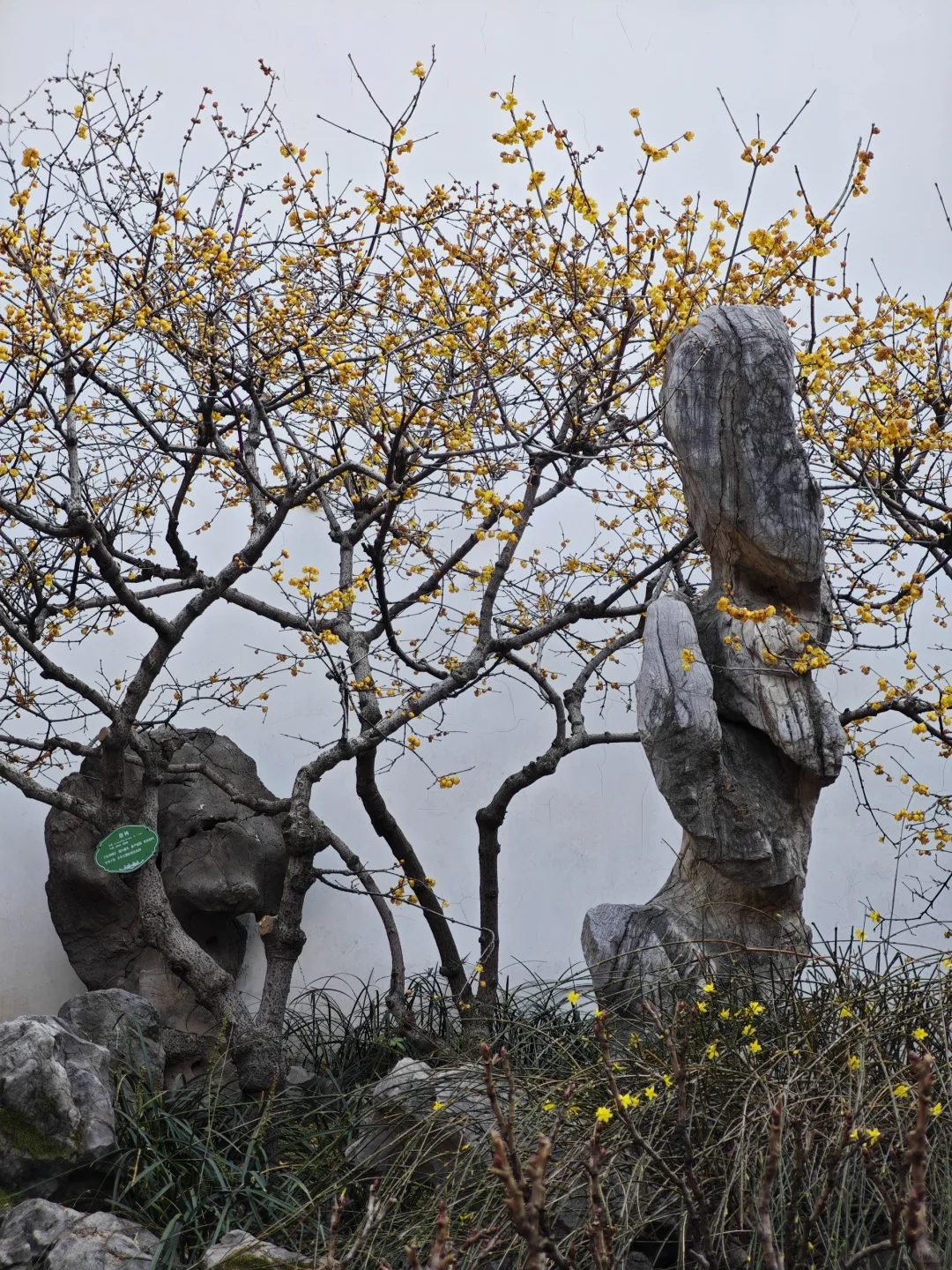 瞻园新造园，气韵有传承