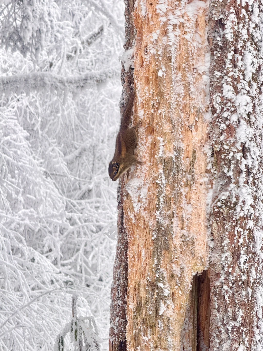 2月3日初六峨眉山避雷……