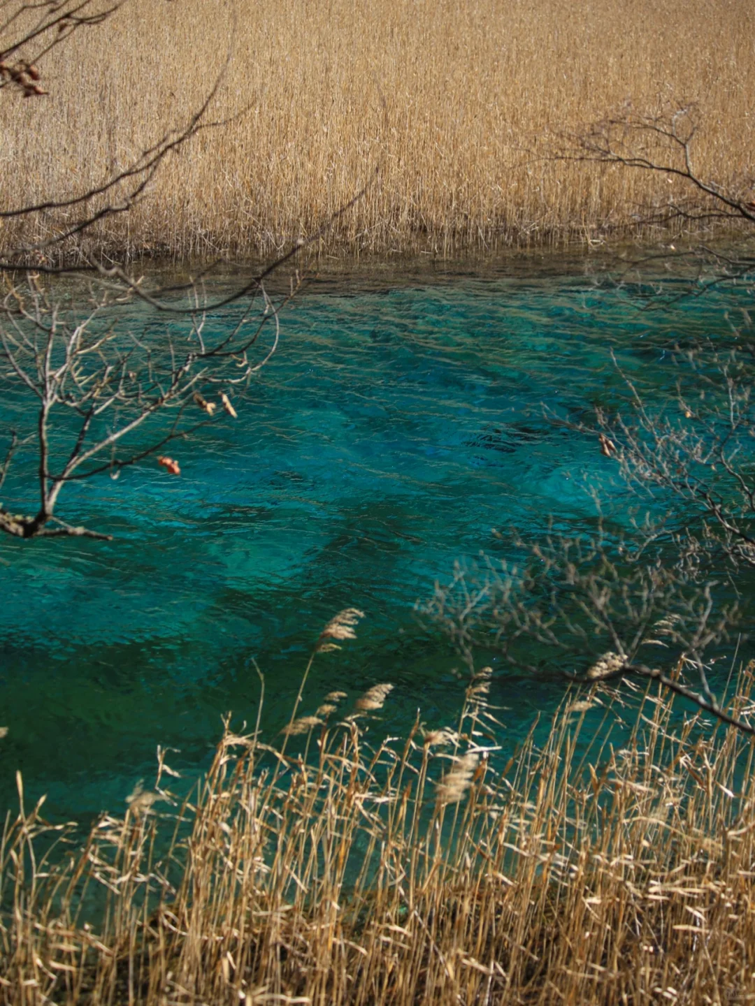 大年初一！我被九寨沟和水獭🦦美得睡不着！！