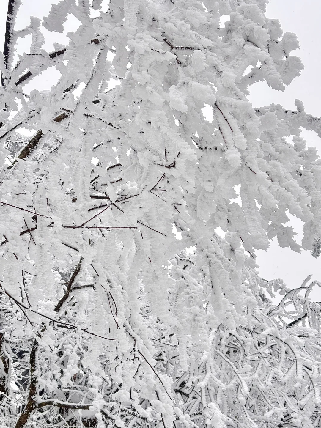 2月3日初六峨眉山避雷……