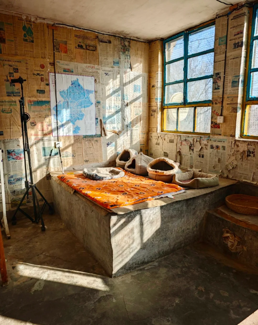 保定 | 阜平猫村「到有猫的地方去」🐱