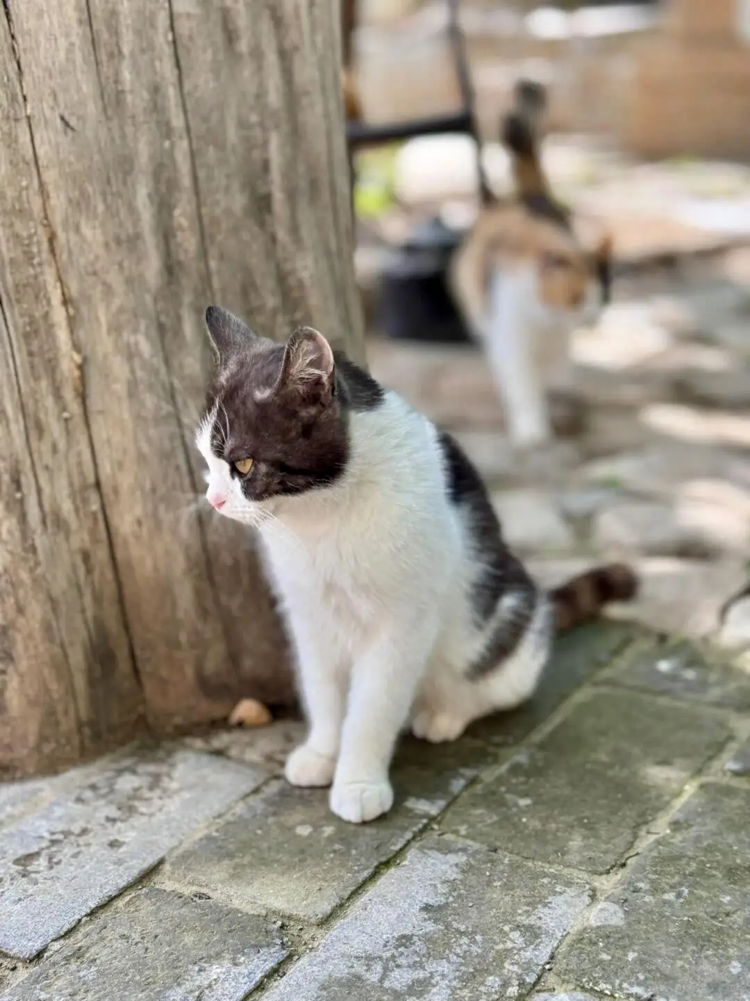 保定 | 阜平猫村「到有猫的地方去」🐱