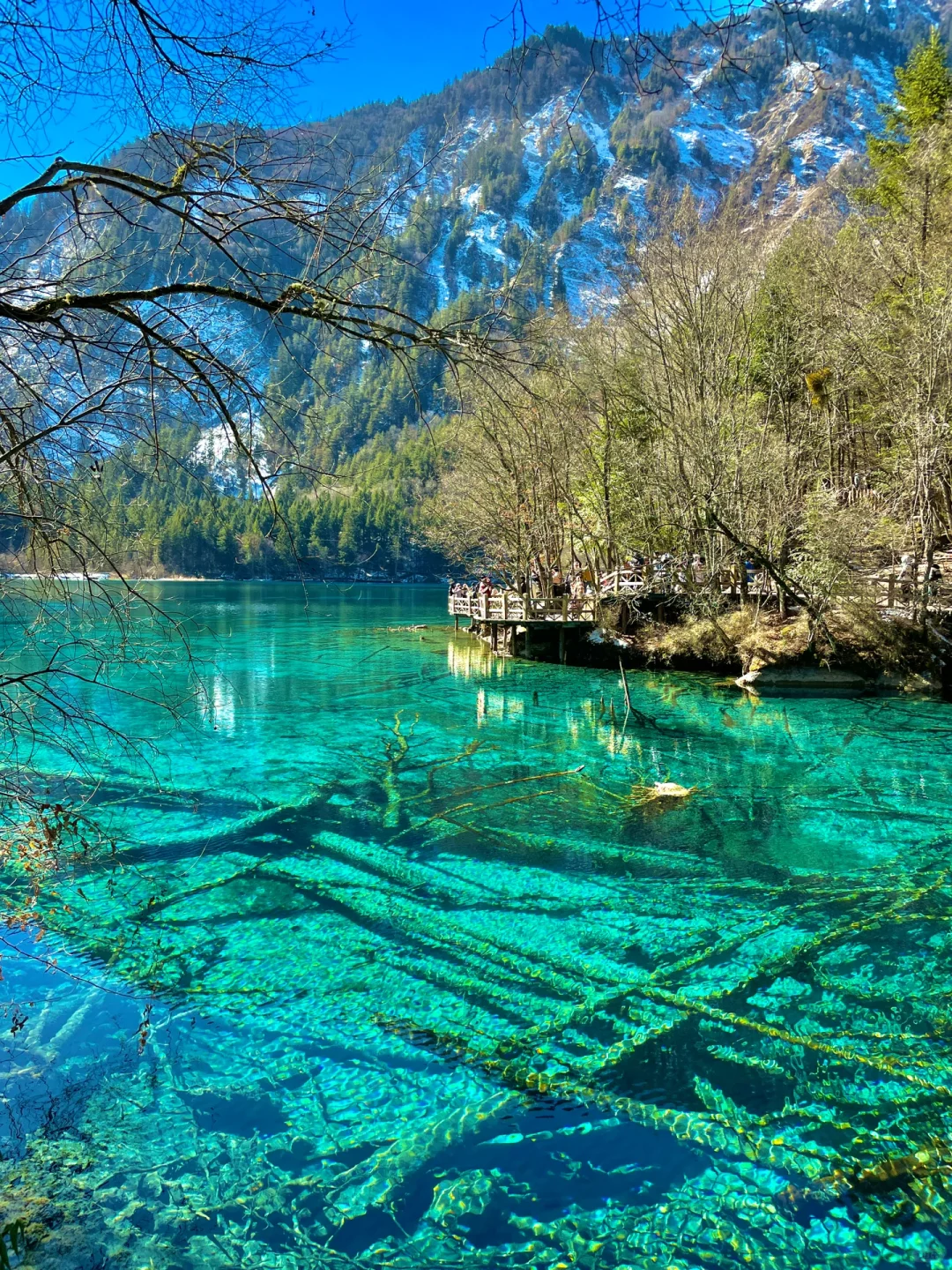 大年初一！我被九寨沟和水獭🦦美得睡不着！！