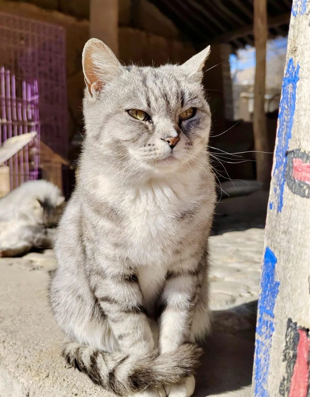 保定 | 阜平猫村「到有猫的地方去」🐱