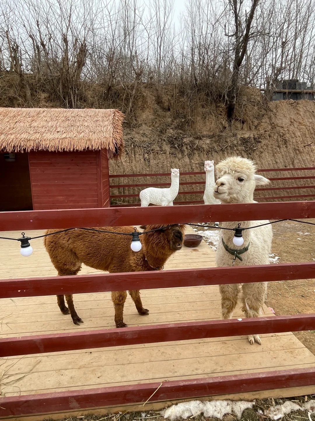 石家庄过年周边游‼️遛娃免费爬山萌宠乐园