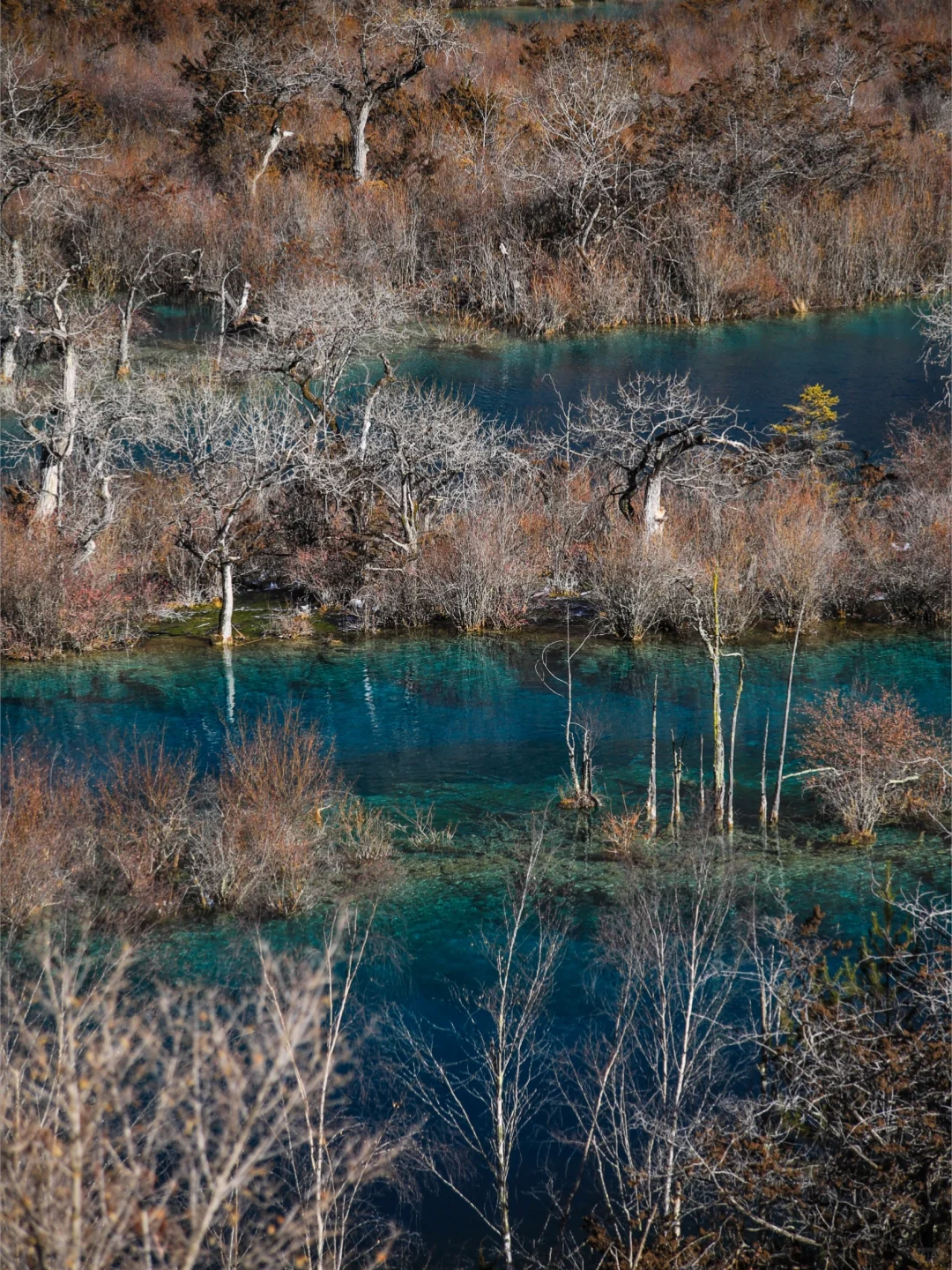 大年初一！我被九寨沟和水獭🦦美得睡不着！！