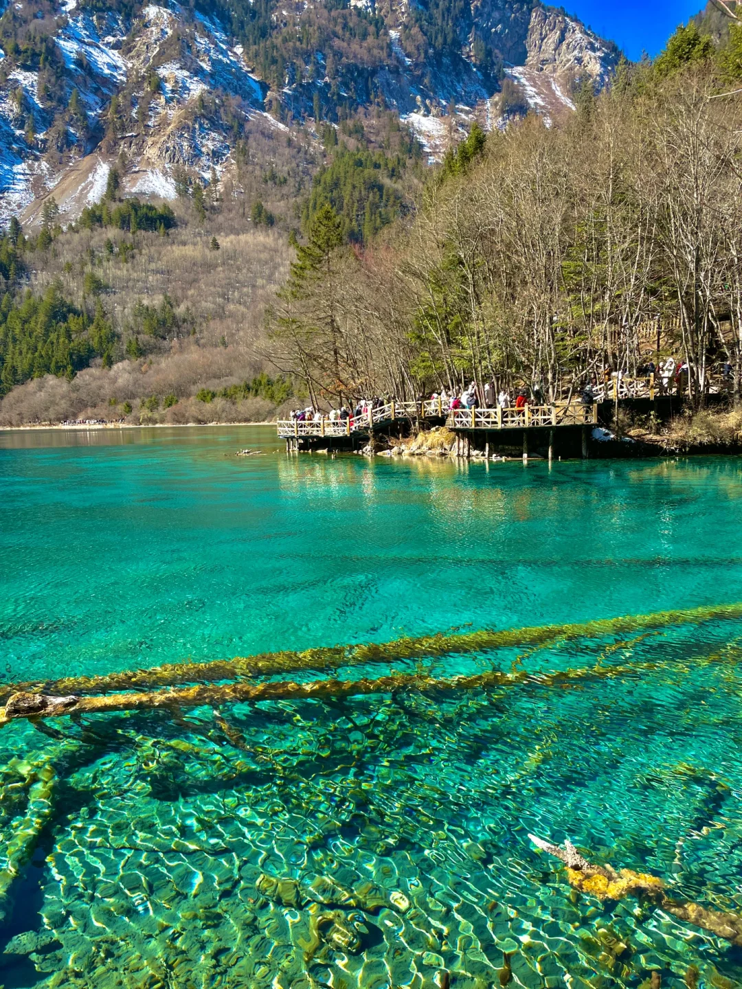 大年初一！我被九寨沟和水獭🦦美得睡不着！！