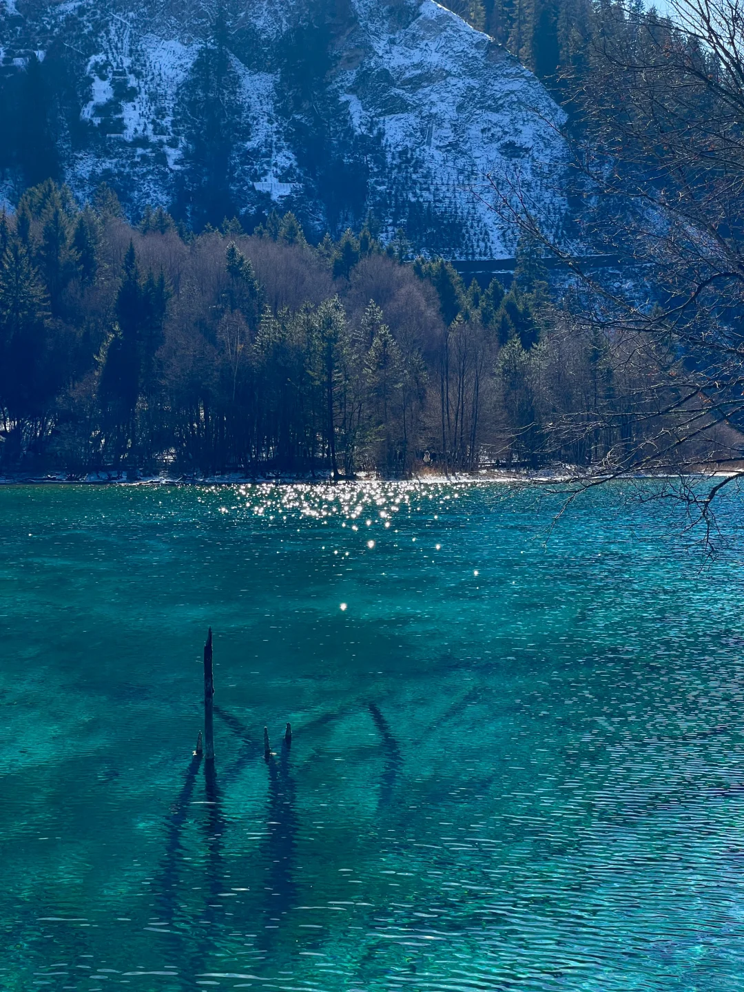 大年初一！我被九寨沟和水獭🦦美得睡不着！！