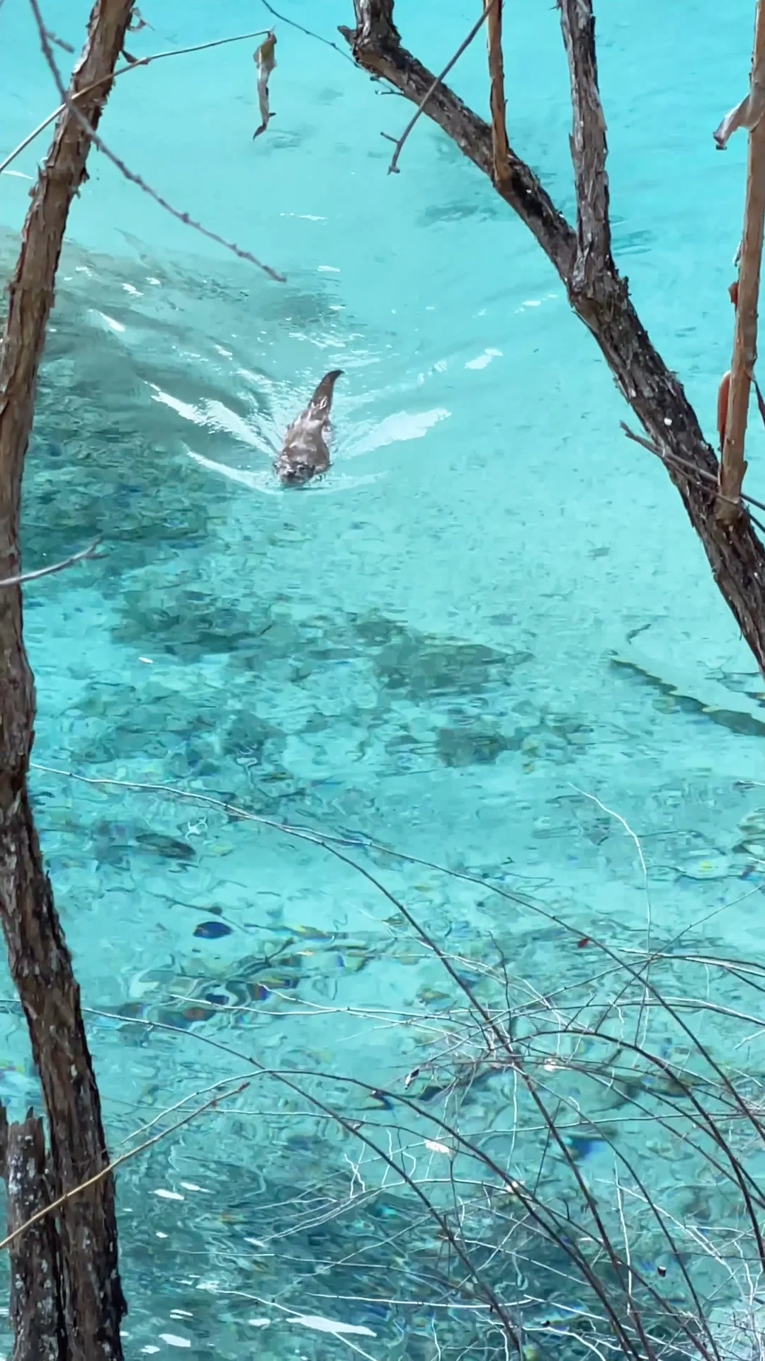 大年初一！我被九寨沟和水獭🦦美得睡不着！！