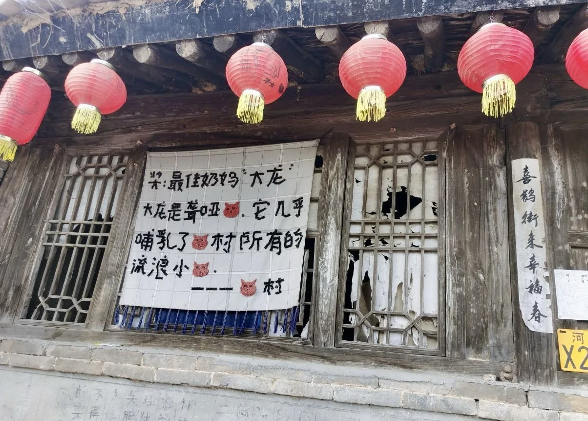 保定 | 阜平猫村「到有猫的地方去」🐱