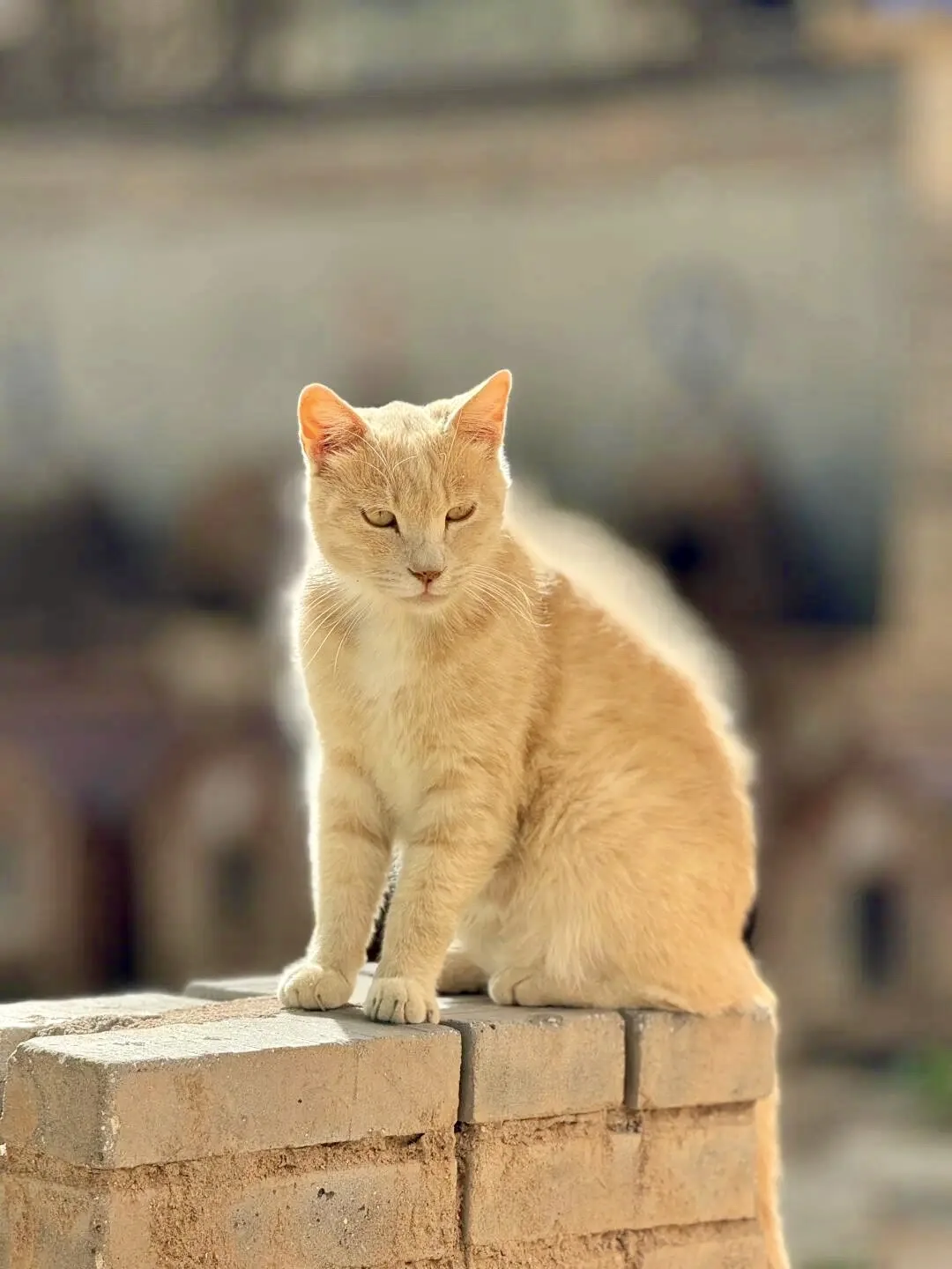 保定 | 阜平猫村「到有猫的地方去」🐱